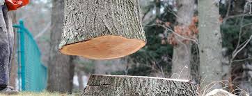 Bellview, FL Tree Services Company