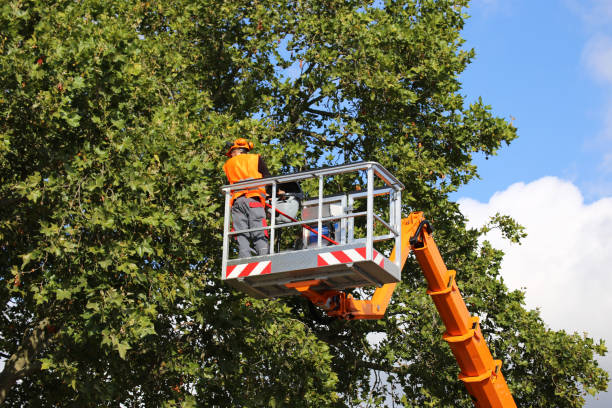 How Our Tree Care Process Works  in  Bellview, FL